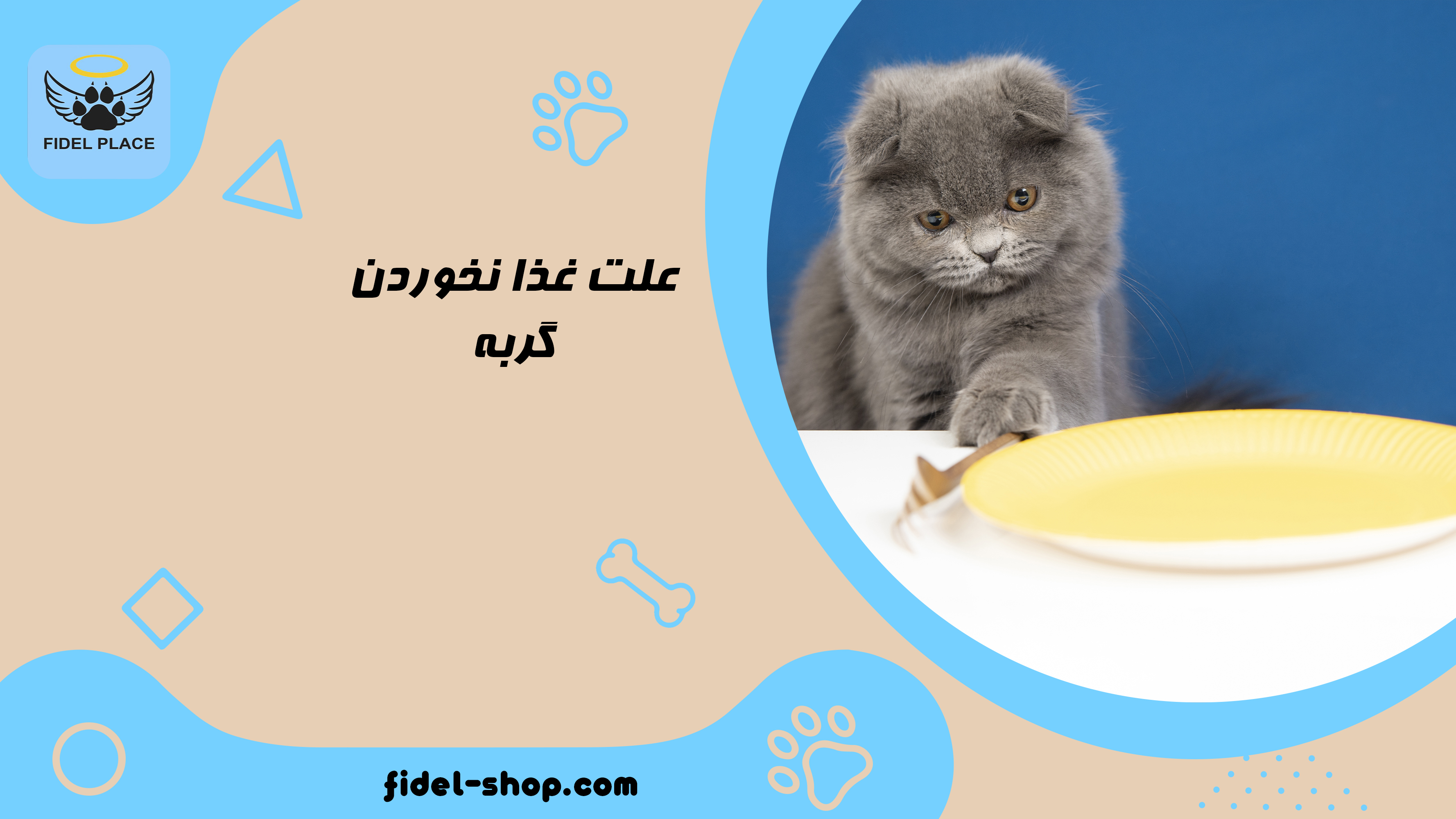 علت غذا نخوردن گربه