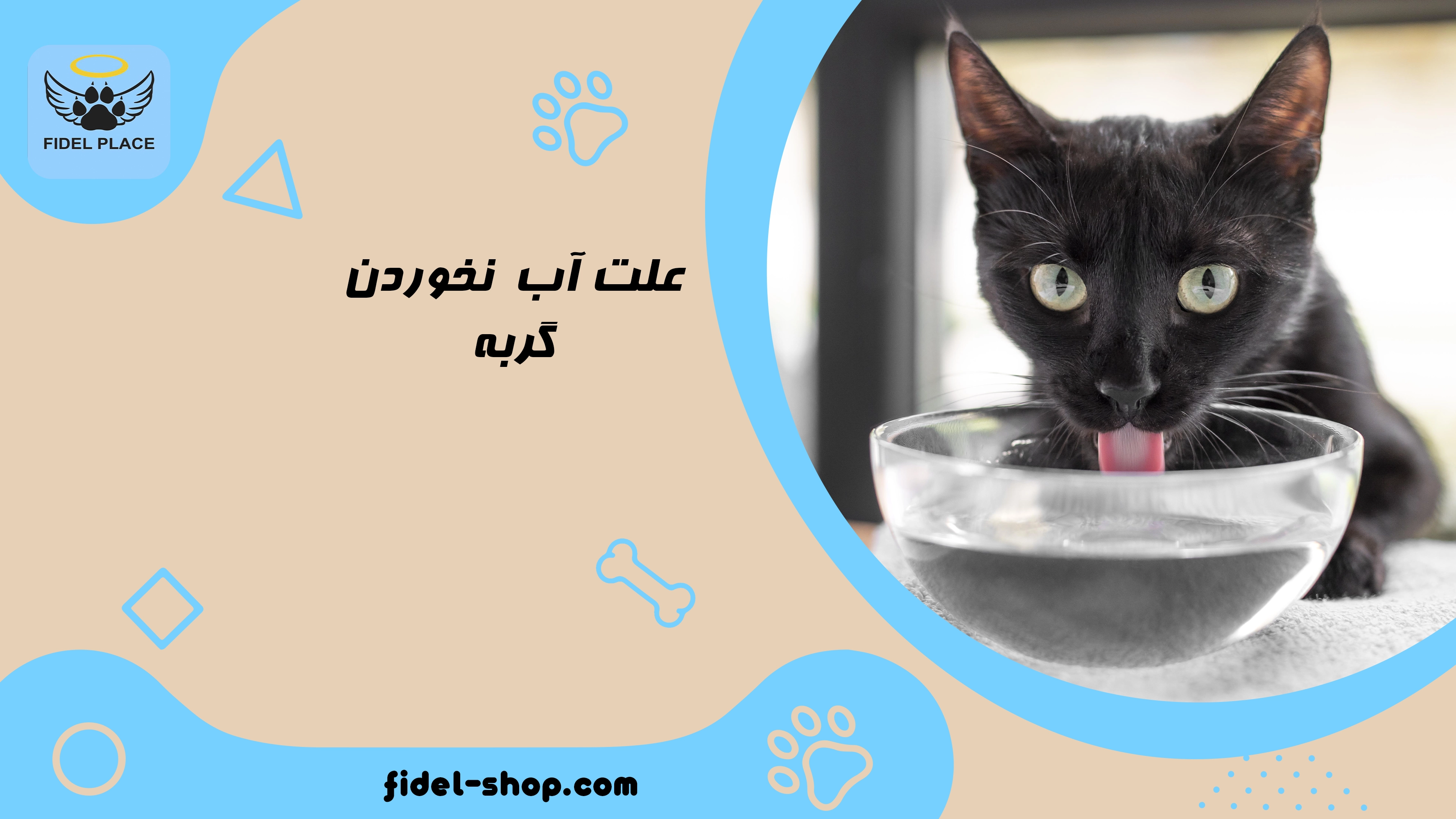 گربه چرا آب نمی‌خورد